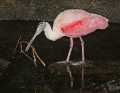 _MG_1481 roseate spoonbill with stick.jpg