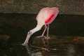 _MG_1484 roseate spoonbill.jpg