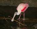 _MG_1486 roseate spoonbill.jpg
