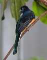_MG_1490 white tailed trogon.jpg