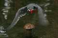 _MG_1504 inca tern flying.jpg