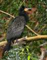 _MG_1505 double-crested cormorant.jpg