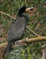 _MG_1506 double-crested cormorant.jpg