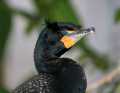 _MG_1510 double-crested cormorant.jpg