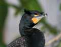 _MG_1512 double-crested cormorant.jpg