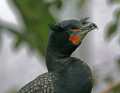 _MG_1525 double-crested cormorant.jpg