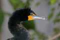 _MG_1532 double-crested cormorant.jpg