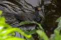 _MG_2526 double-crested cormorant.jpg