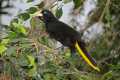 _MG_2535 crested oropendola.jpg