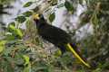 _MG_2538 crested oropendola.jpg