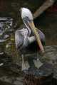 _MG_2586 Brown Pelican  (Pelecanus occidentalis).jpg