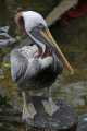 _MG_2598 Brown Pelican (Pelecanus occidentalis).jpg