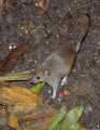 _MG_2645 mouse.jpg