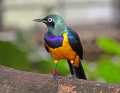_MG_2657 golden-breasted starling.jpg