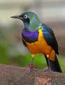 _MG_2659 golden-breasted starling.jpg