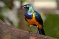 _MG_2663 golden-breasted starling.jpg