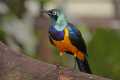_MG_2664 golden-breasted starling.jpg