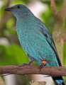 _MG_2669 female fairy bluebird.jpg