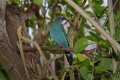 _MG_2671 female fairy bluebird.jpg