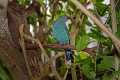 _MG_2672 female fairy bluebird.jpg