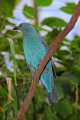 _MG_2676 female fairy bluebird.jpg