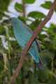 _MG_2677 fairy bluebird female.jpg