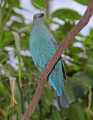 _MG_2679 female fairy bluebird.jpg