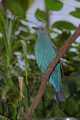 _MG_2680 female fairy bluebird.jpg