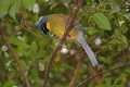_MG_2683 yellow-bellied laughing thrush.jpg