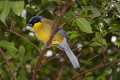 _MG_2685 yellow-bellied laughing thrush.jpg