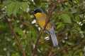 _MG_2687 yellow-bellied laughing thrush.jpg