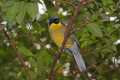 _MG_2688 yellow-bellied laughing thrush.jpg