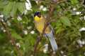 _MG_2690 yellow-bellied laughing thrush.jpg