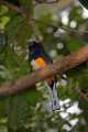 _MG_2712 white-tailed trogon.jpg