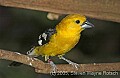 DSC_0004 Golden-bellied Grosbeak (male).jpg