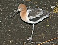 DSC_0012 Avocet.jpg