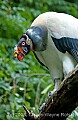 DSC_0037 king vulture.jpg