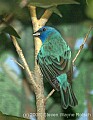 DSC_0043 male indigo bunting.jpg