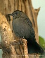 DSC_0046 catbird.jpg