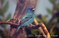 DSC_0049 male indigo bunting.jpg