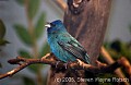 DSC_0055 indigo bunting.jpg