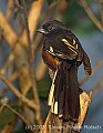 DSC_0066 eastern towhee.jpg