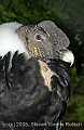 DSC_0112 male andean condor.jpg