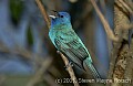 DSC_0134 indigo bunting.jpg