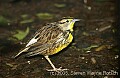 DSC_0148 meadowlark.jpg