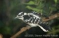 DSC_0168 male downy woodpecker.jpg