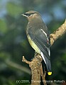 DSC_0184 cedar waxwing.jpg