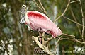 DSC_0209 roseate spoonbill.jpg