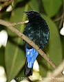 DSC_0221 Fairy Bluebird.jpg