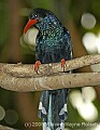 DSC_0224 Green Woodhoopoe.jpg